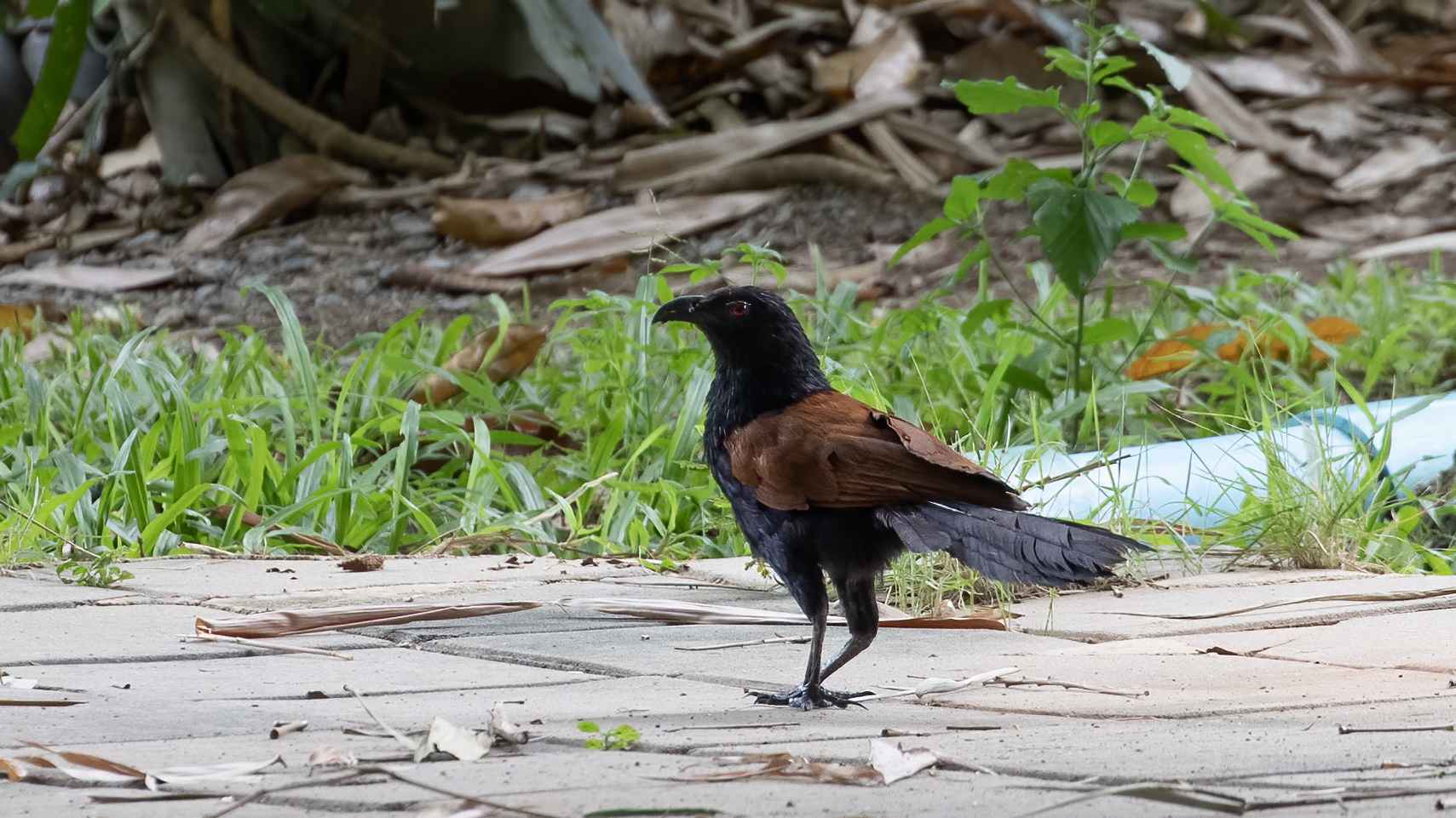 Greater Coucal